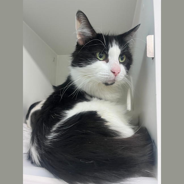 Photo of Simon