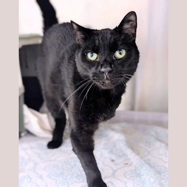 Photo of Binx