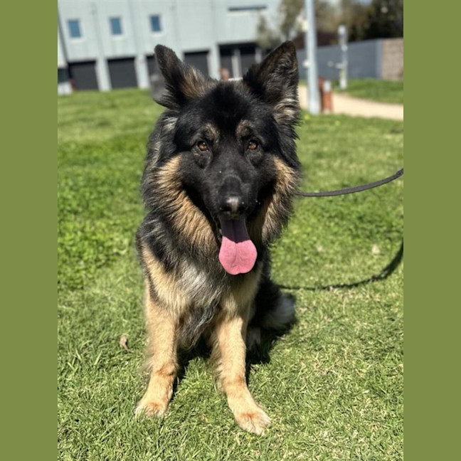 Photo of Rex