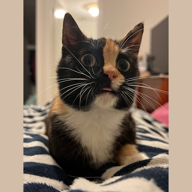 Photo of Lemon