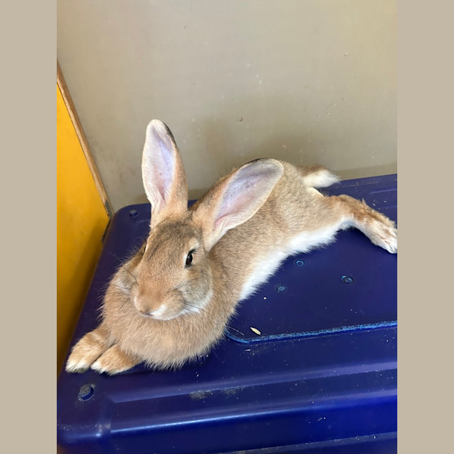 Photo of Cookie