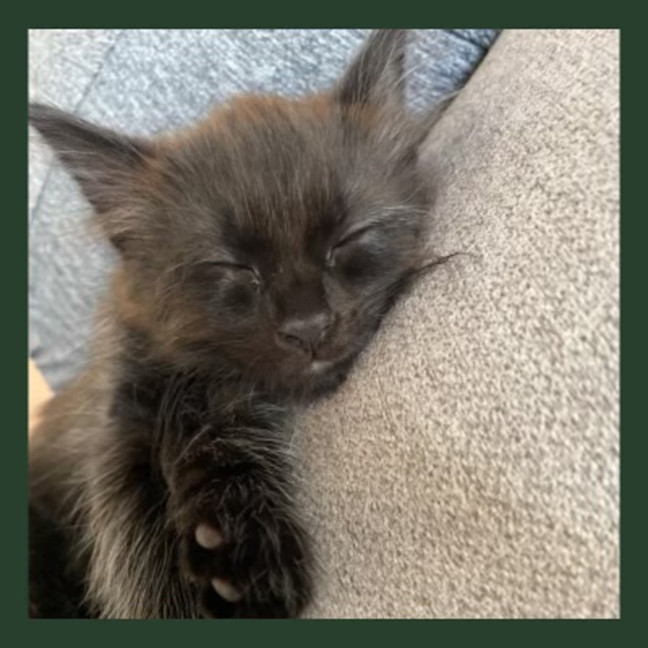 Photo of Milo