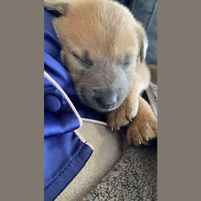 Photo of Chilli   8 Week Old Kelpie X (Trial)