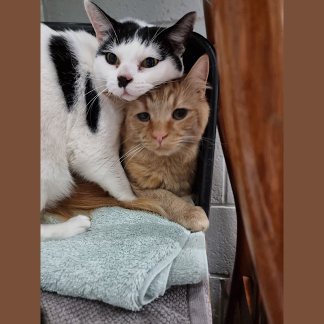 Photo of Nala (Bonded With Simba) 