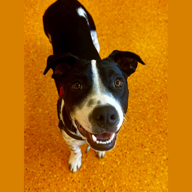 Photo of Jax