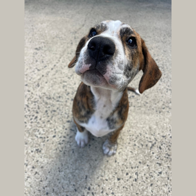 Photo of D1213 Ralph