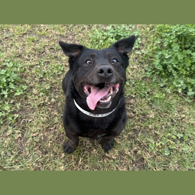 Photo of Brutus Imp 2111