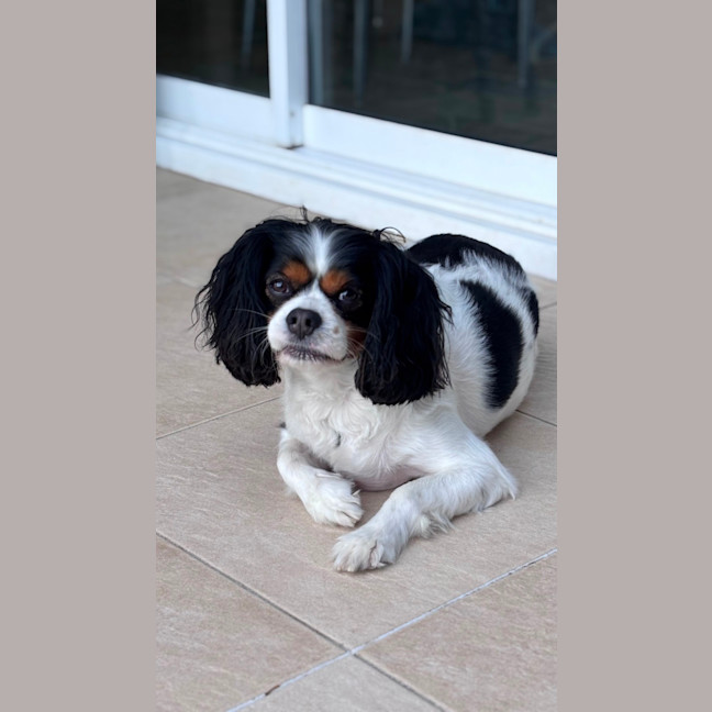 Photo of Chico