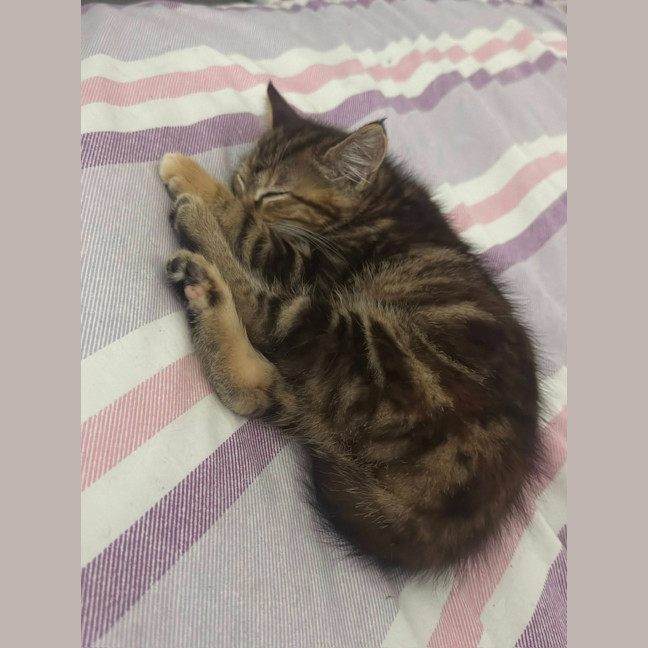 Photo of Tiger 🐯