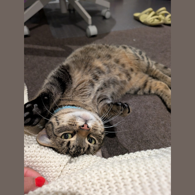 Photo of Wally *9 Lives Project Rescue*