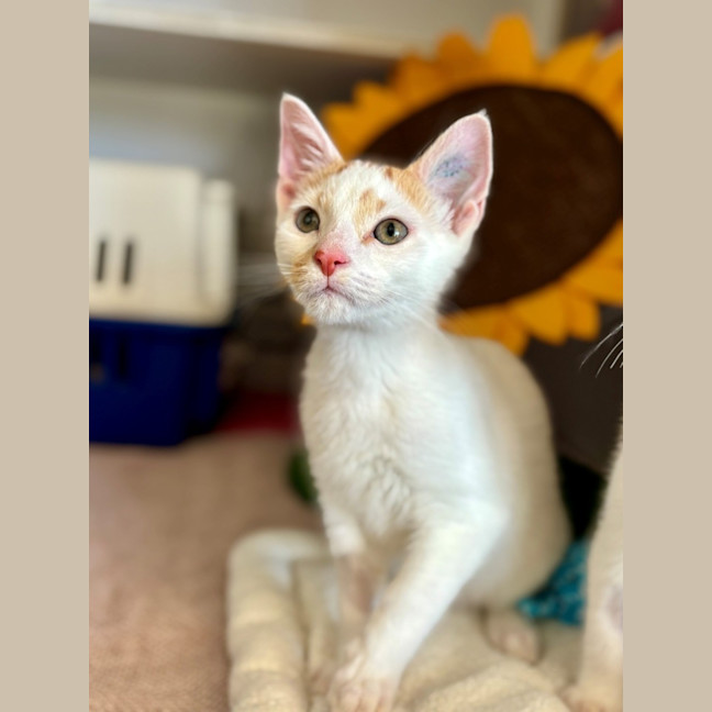 Photo of Fugitive *Meet Me At Petstock Milperra*