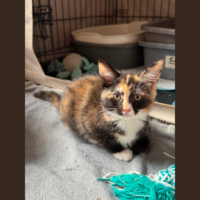 Photo of Ruby