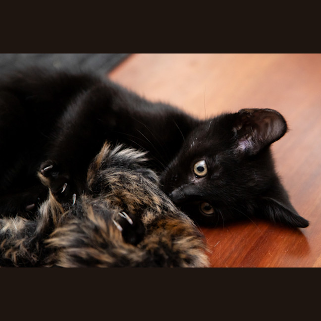 Photo of Kiwi