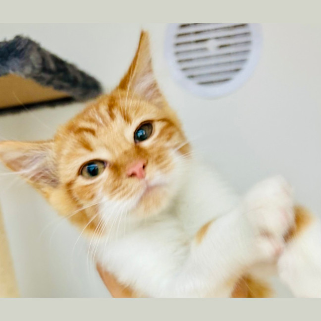 Photo of Garfield