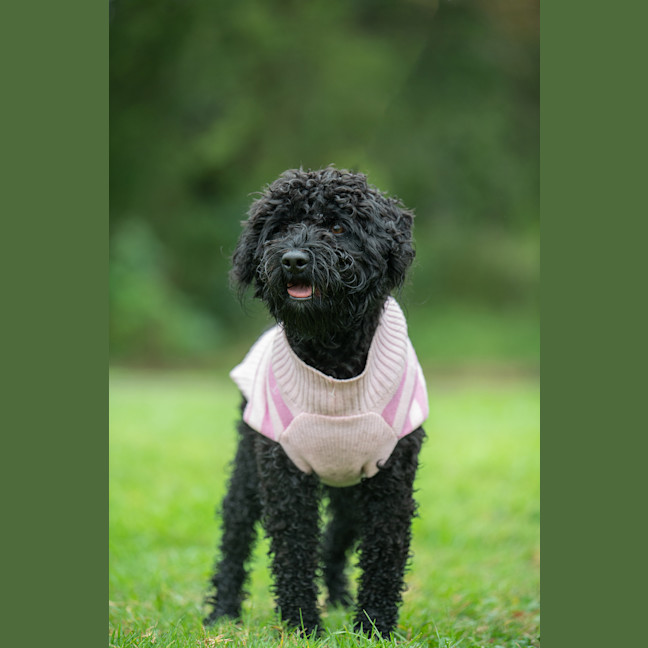 Photo of Dexter