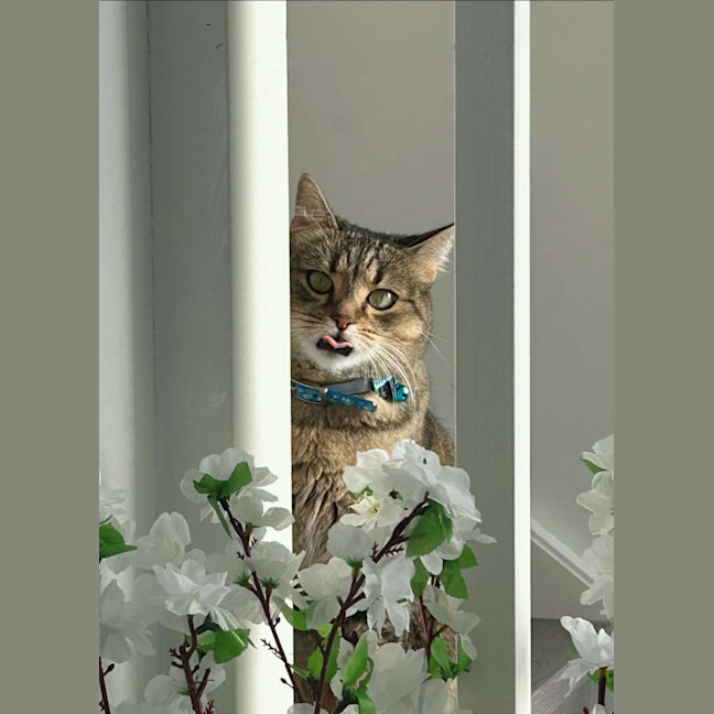 Photo of Tora