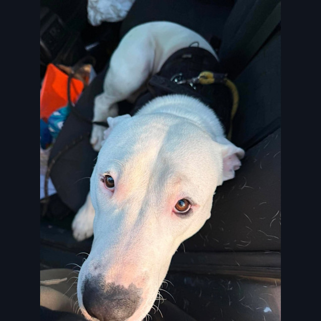 Photo of Pickle