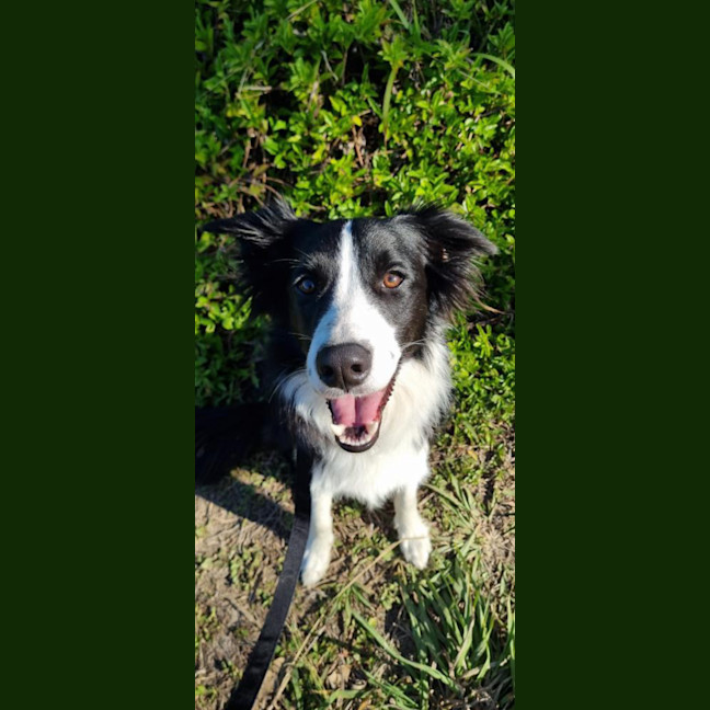 Photo of Buddy