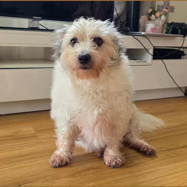 Photo of Teddy