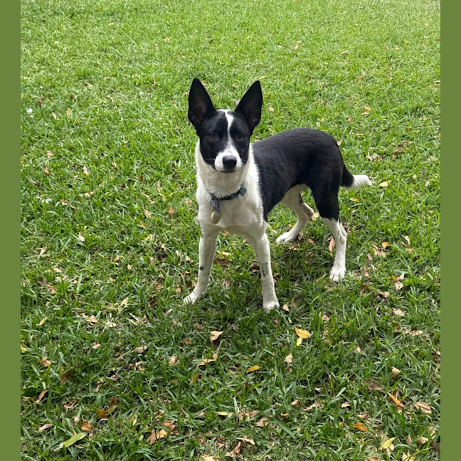 Photo of Pippa   1 Year Old Cattle Dog X