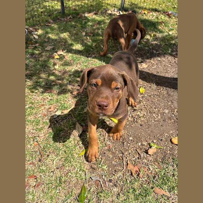 Photo of Bruiser