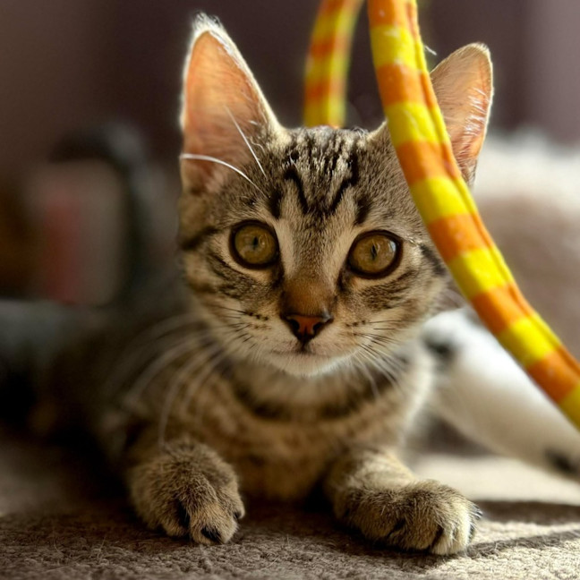 Photo of Martin   In Foster Care In Templestowe 