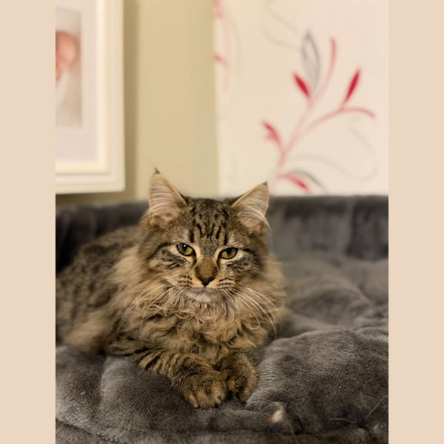 Photo of Hakuna