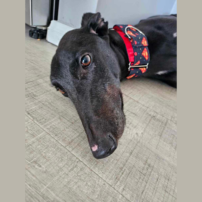 Photo of Rodney, The Cat Friendly Greyhound
