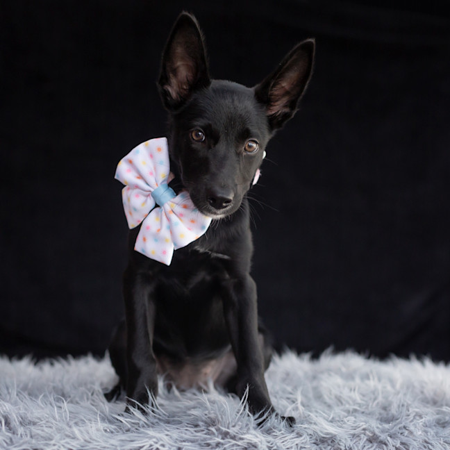Photo of Nyx