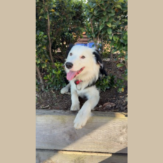 Photo of Oreo