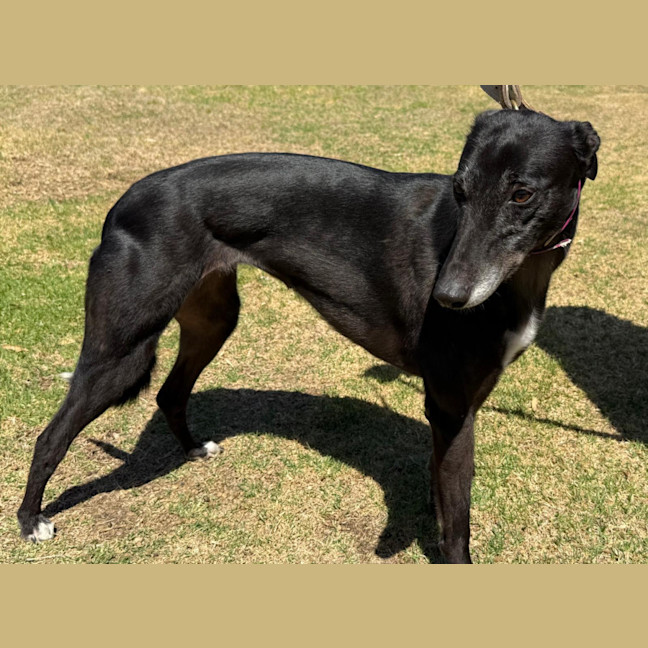 Photo of Moana The Greyhound