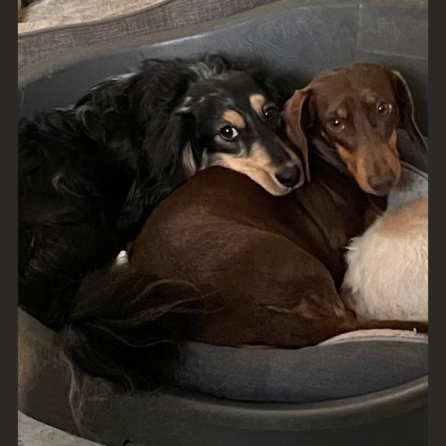 Photo of Gertie & Tootsie