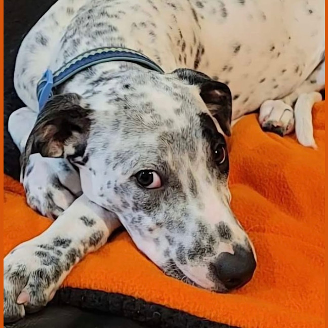 Photo of Teddy   6 Month Old Cattle Dog X