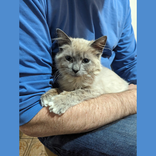 Photo of Lilac