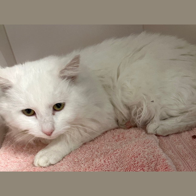 Photo of Nimbus