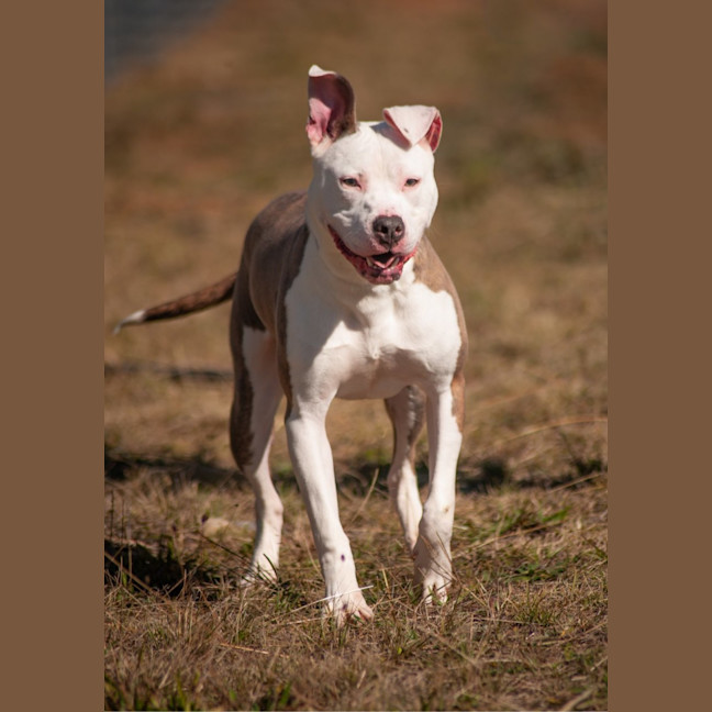Photo of Chino