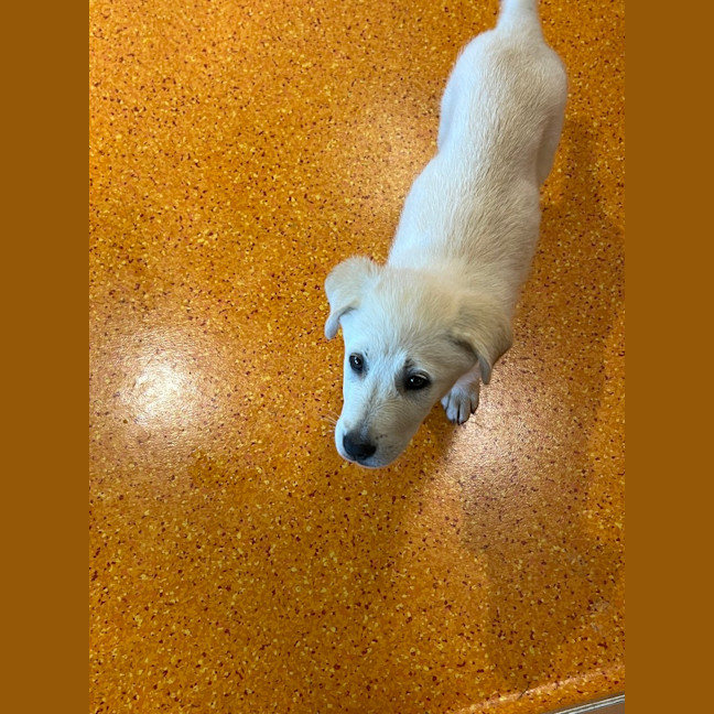 Photo of Blu