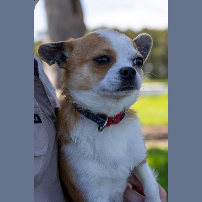 Photo of Mack 