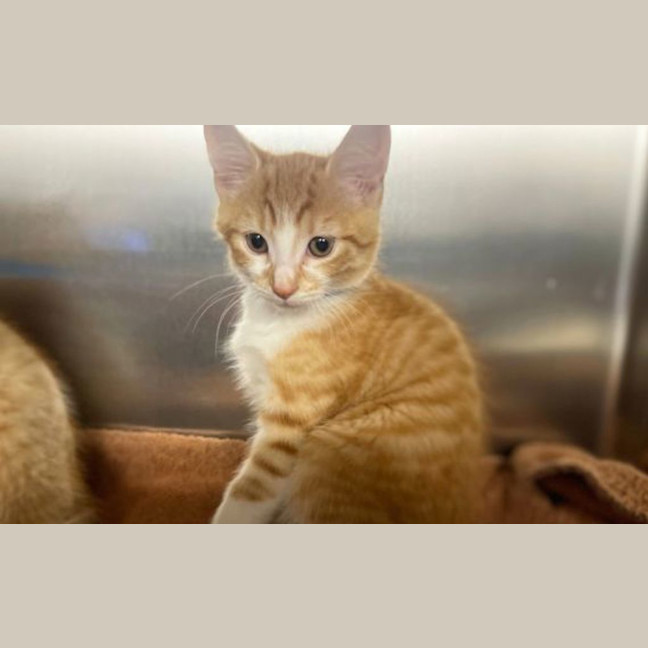 Photo of Sugar