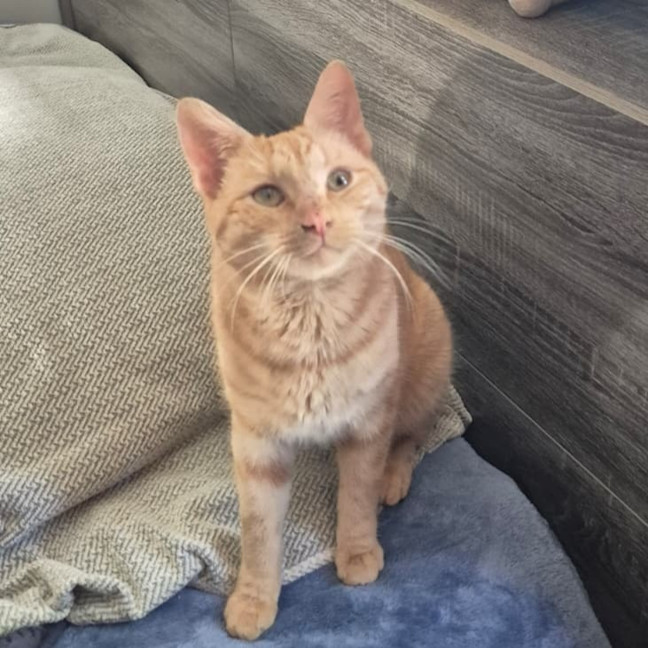 Photo of Alfie