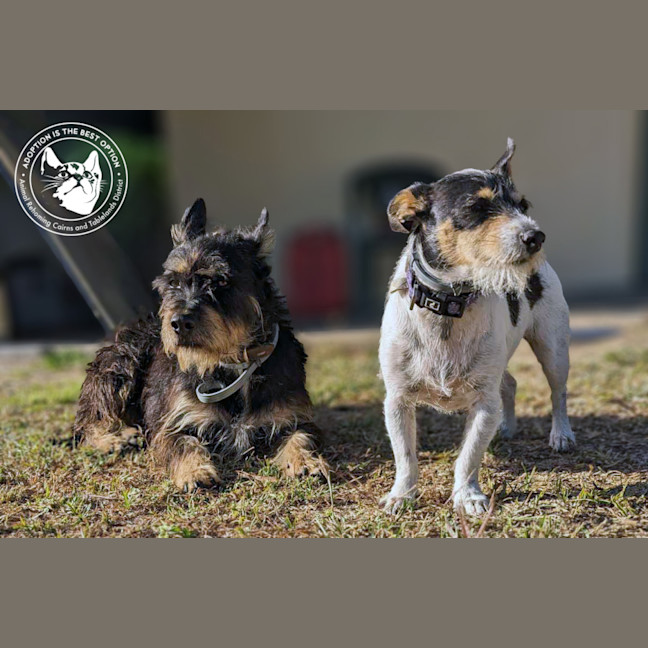 Photo of Chev And Elvis