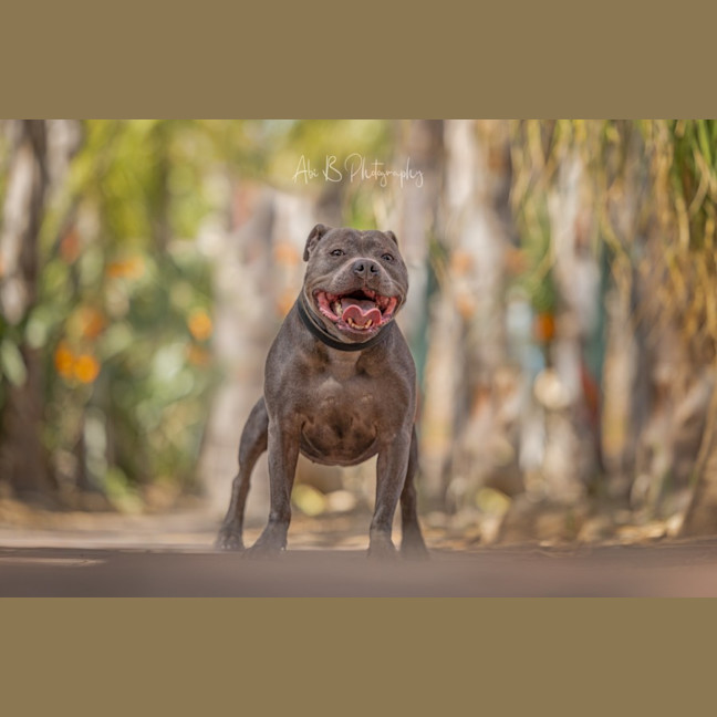 Photo of Belle