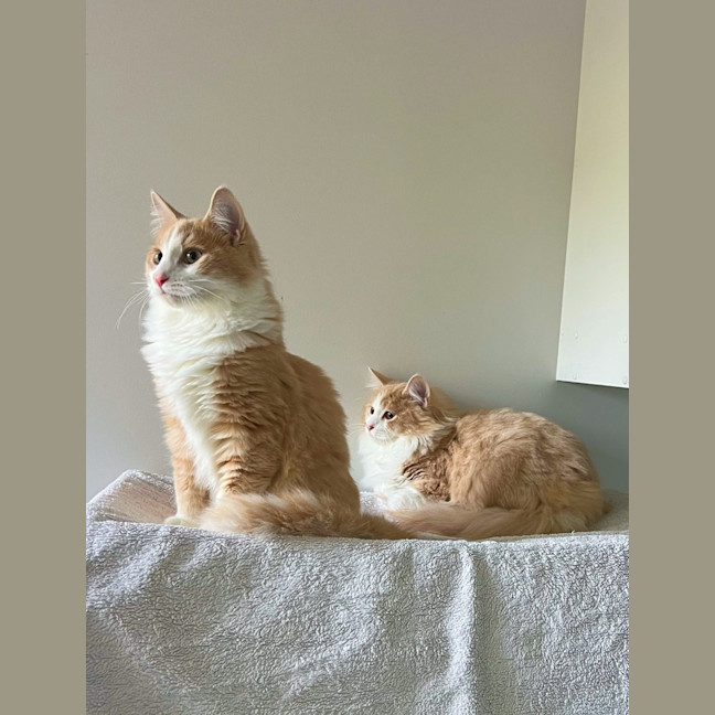 Photo of Tommy & Jerry