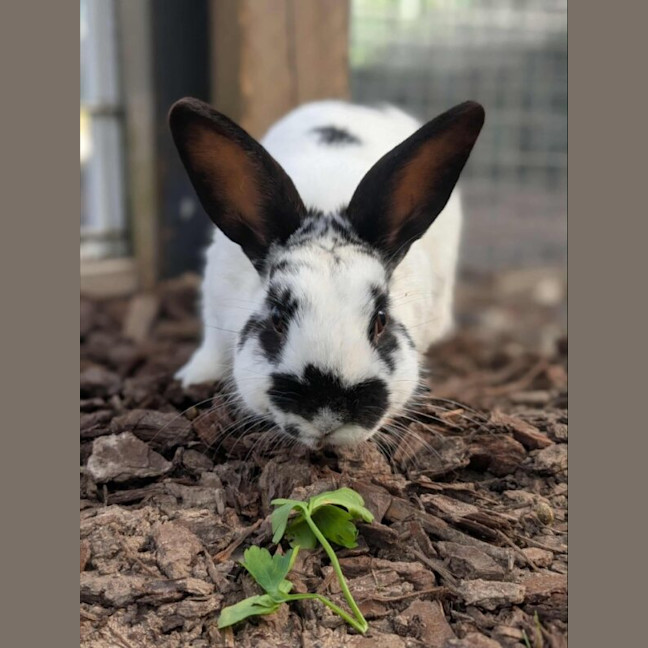 Photo of Mellow Man Ace