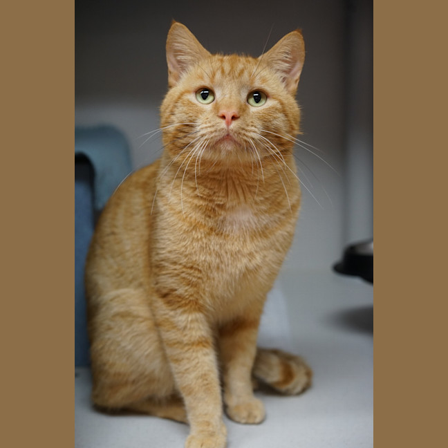 Photo of Simba