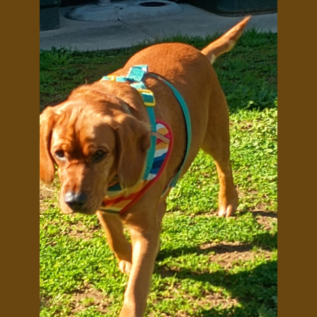 Photo of Sage