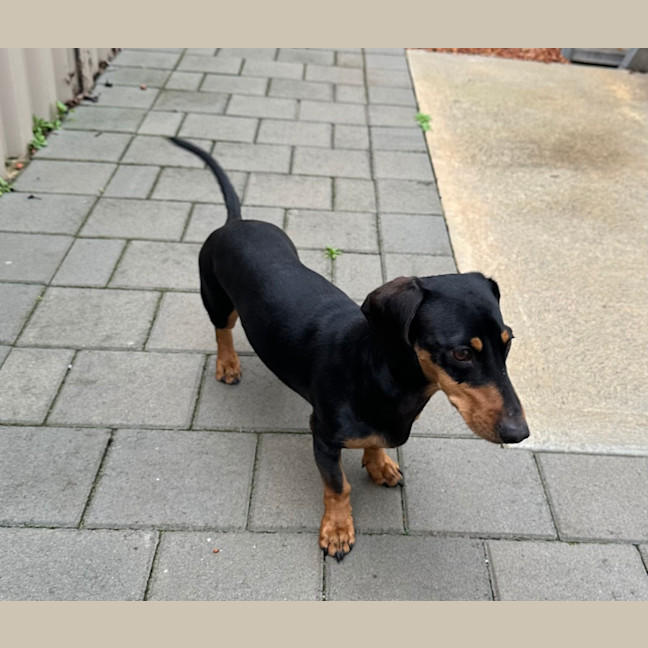 Photo of Lola And Banksy