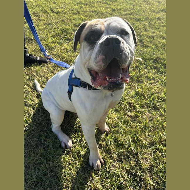 Photo of Baxter