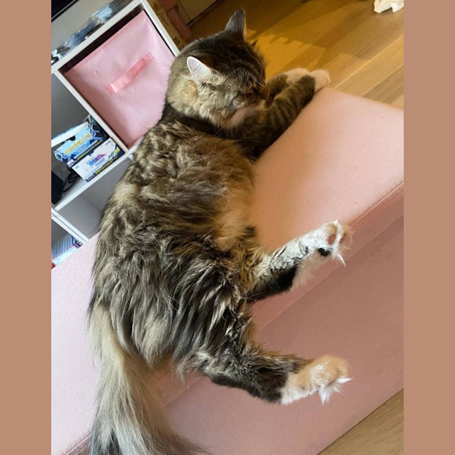 Photo of Diva