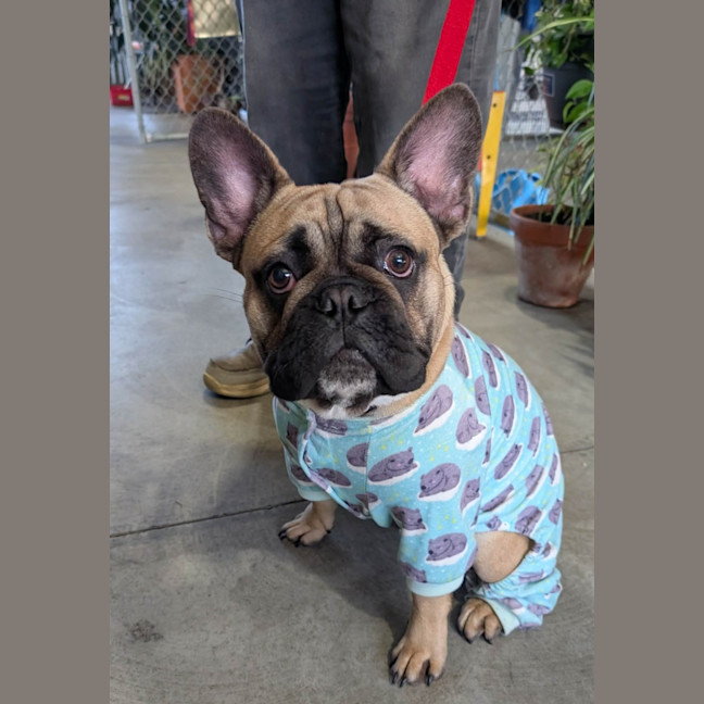 Photo of Milo